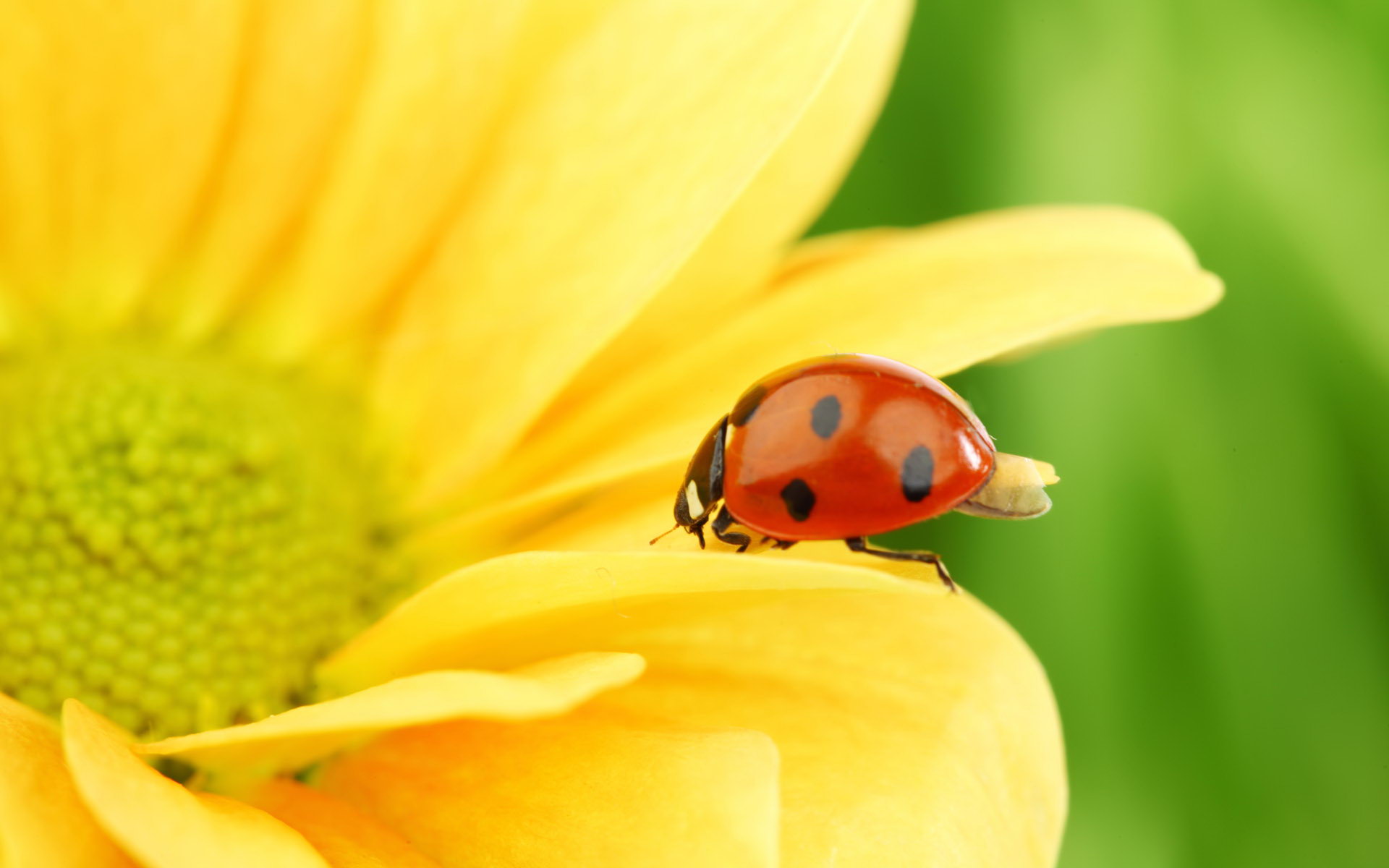 Beautiful golden sunflower wallpapers 1920x1200 (21).jpg