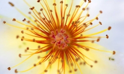 fond_ecran_fleurs_gr - Copie.jpg