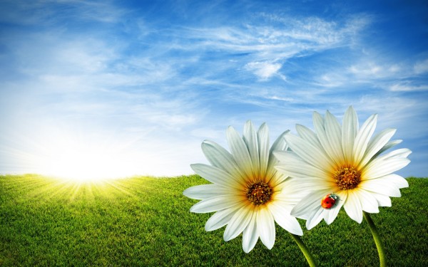 Flower-Wallpaper.jpg