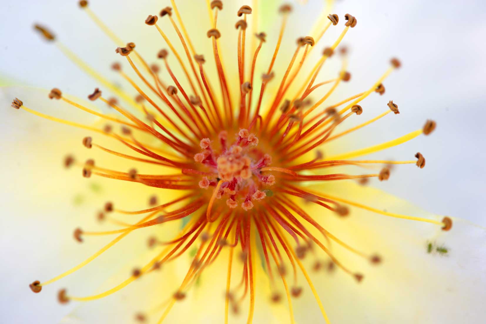 fond_ecran_fleurs_gr - Copie.jpg
