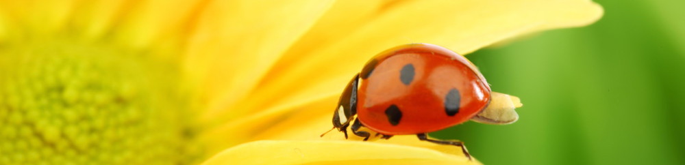 Beautiful golden sunflower wallpapers 1920x1200 (21)