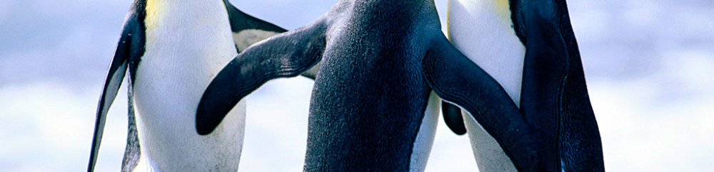 Penguins