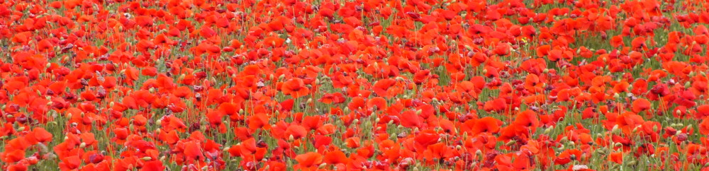 couverture coquelicots5