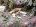 crabes1