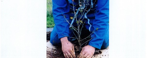 Flyer commande d'arbres et d'arbustes