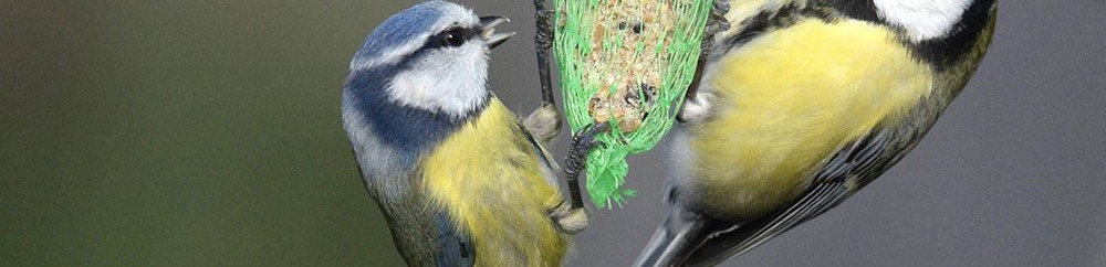 Lussault-sur-Loire . Indre-et-Loire .
De G à D: mésange bleue et mésange charbonnière . *** Local Caption *** Et si, ce week-end, on comptait les oiseaux ?