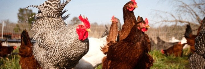 POULES