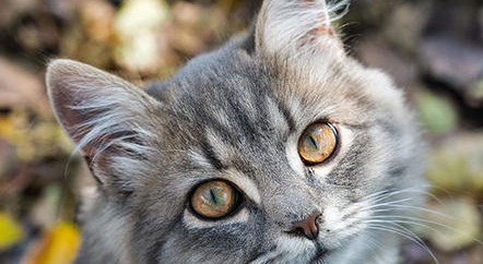 chat